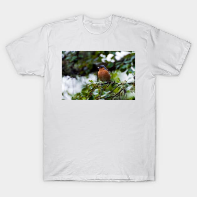 Chaffinch T-Shirt by JeanKellyPhoto